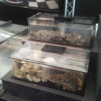 Homarium - leefsysteem voor schaaldieren - BENJAMIN